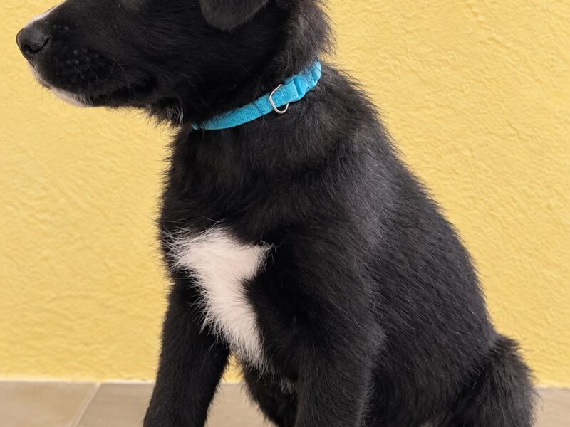 BRUNO