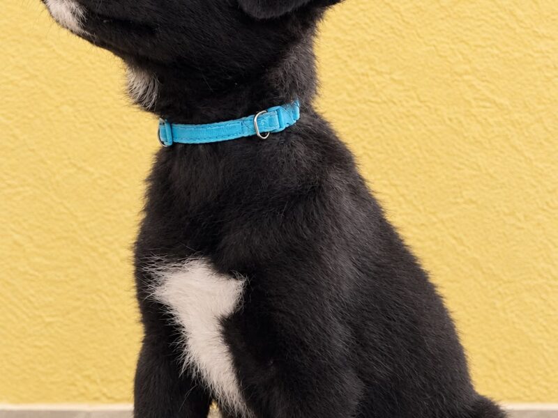 BRUNO