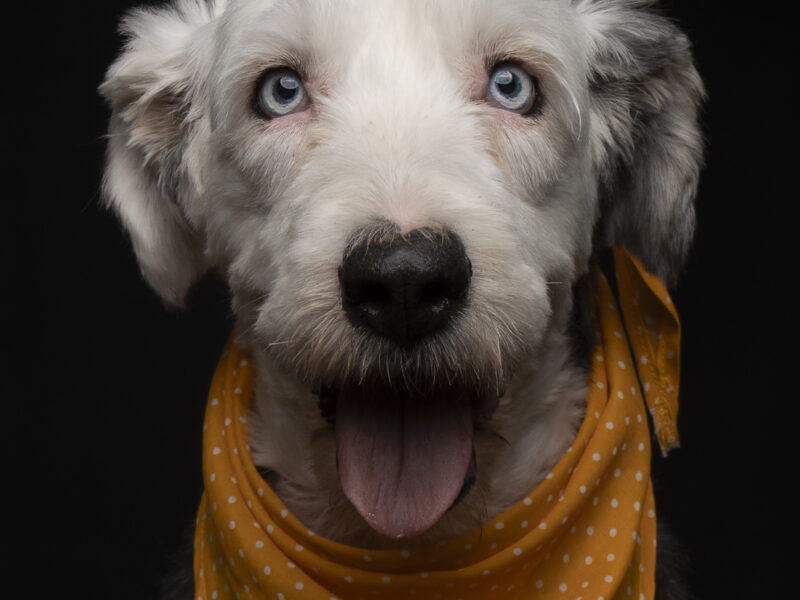 ELINOR Y MÉRIDA