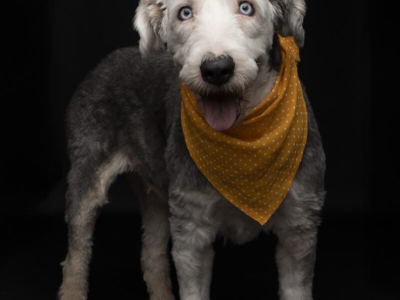 ELINOR Y MÉRIDA