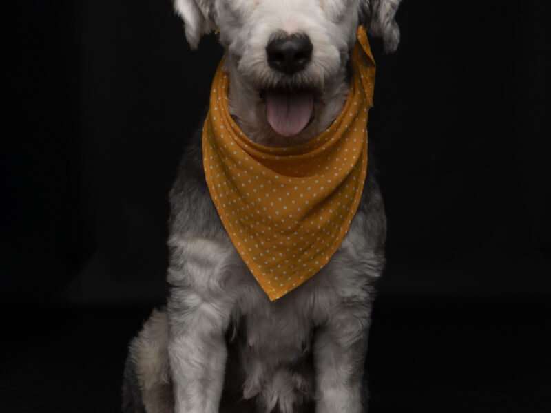 ELINOR Y MÉRIDA
