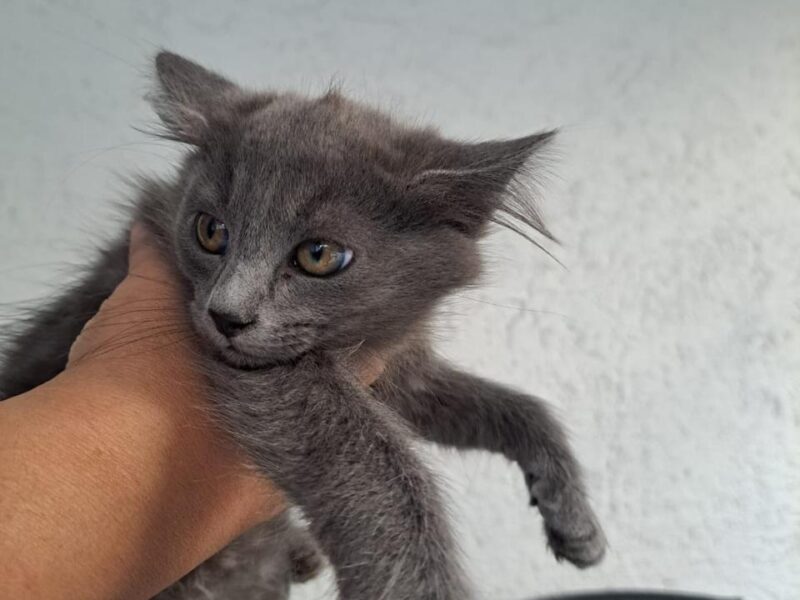 FRIDA