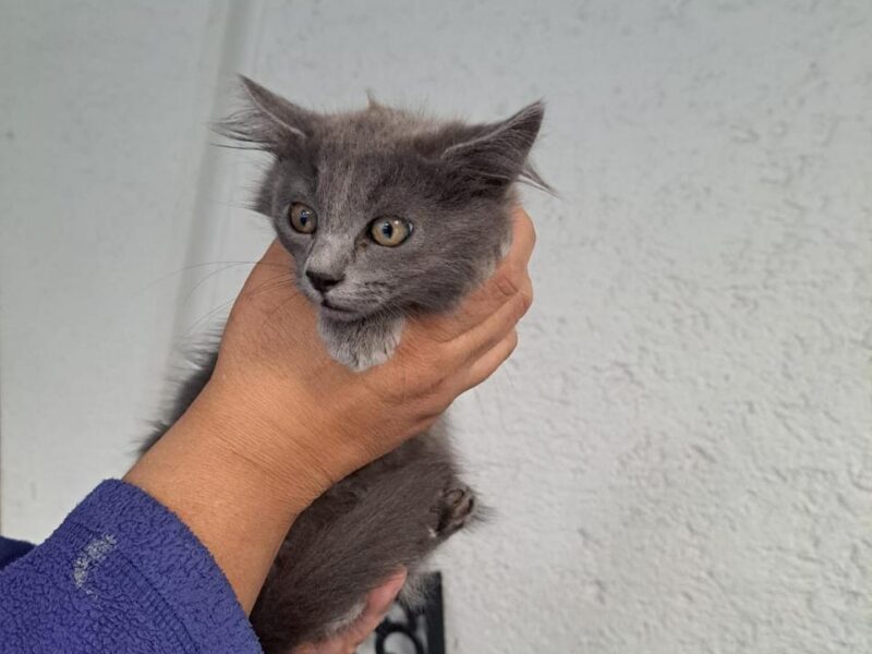 FRIDA