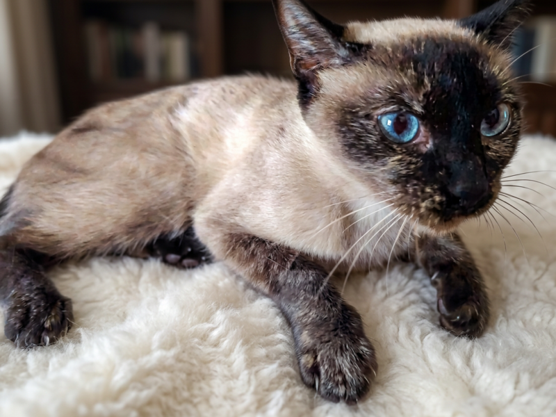 MINI MONA