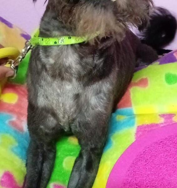 PACO