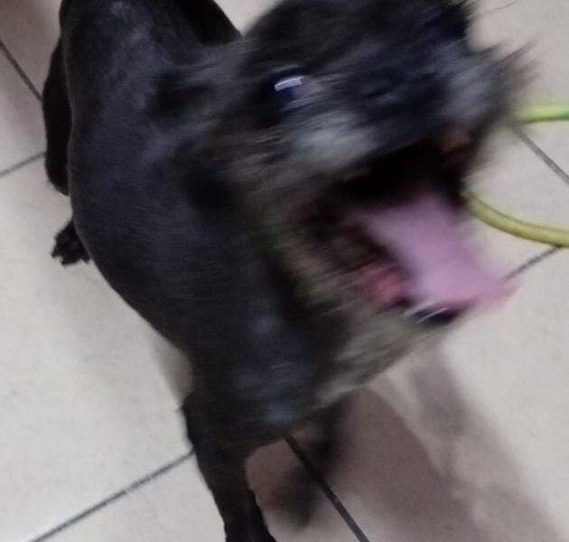 LUIS