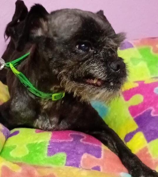LUIS