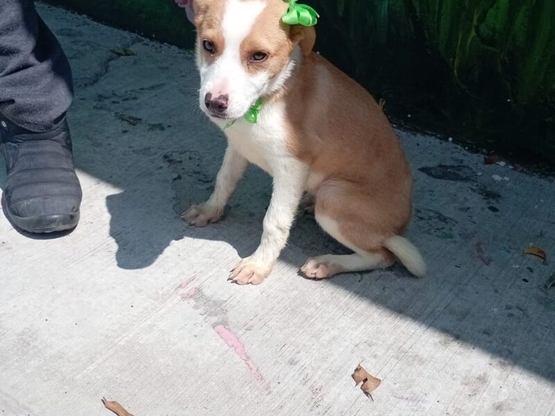 BEBA