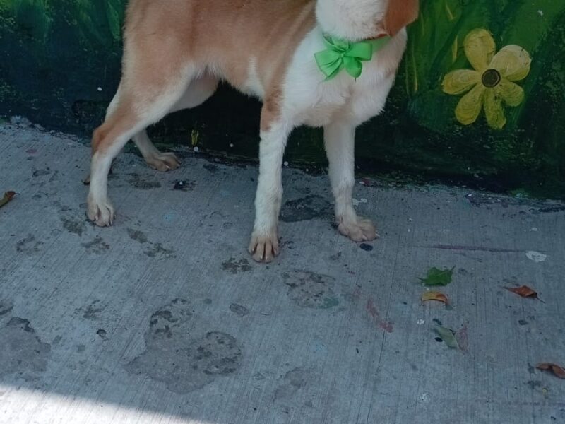 BEBA