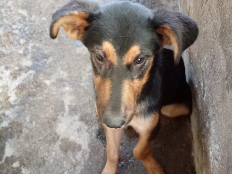 CAIFAN