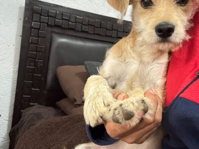 MILO