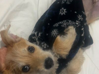 MILO