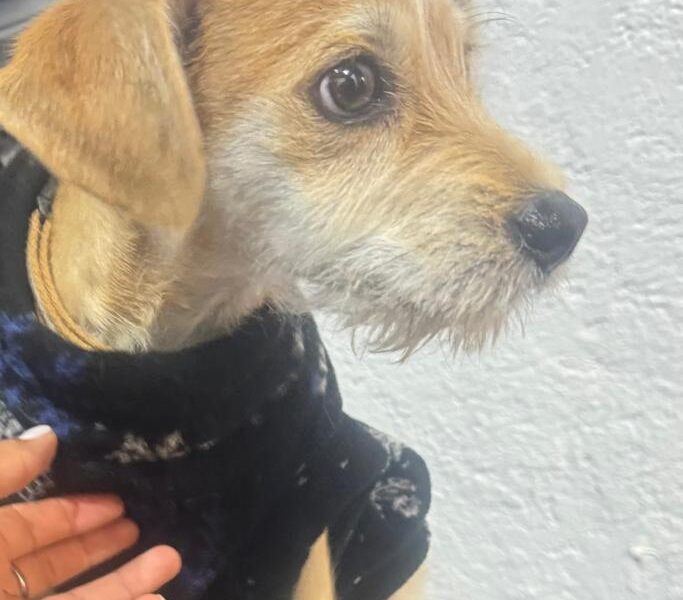 MILO