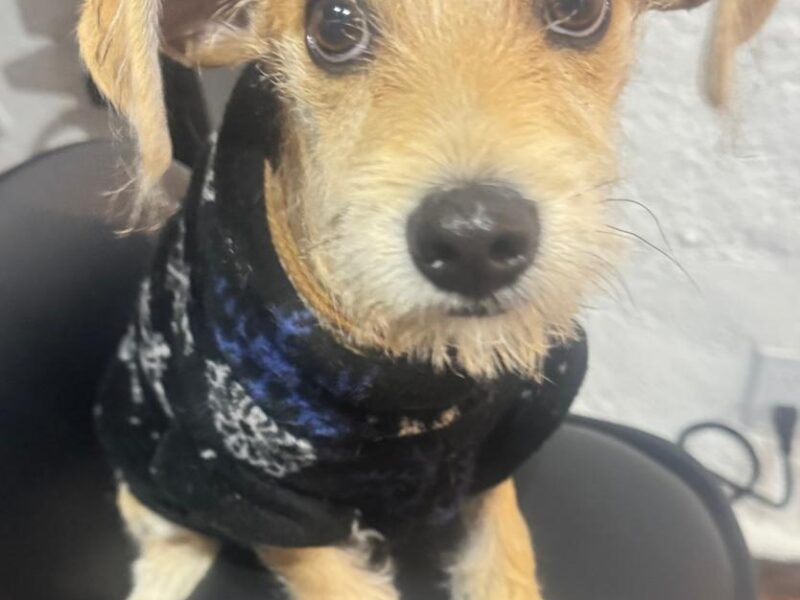 MILO