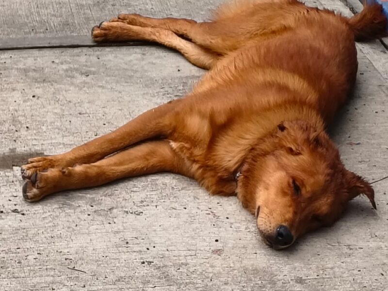 BOLILLO