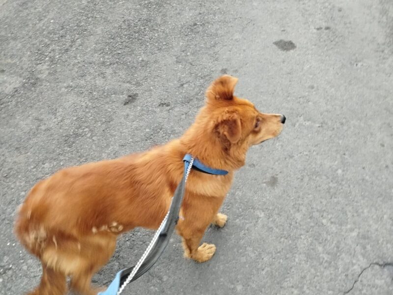 BOLILLO