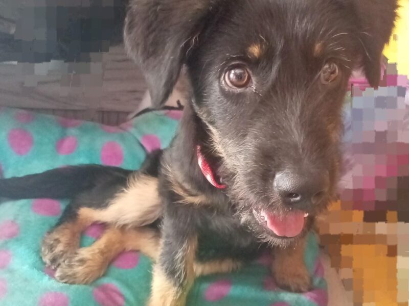 ROCKO