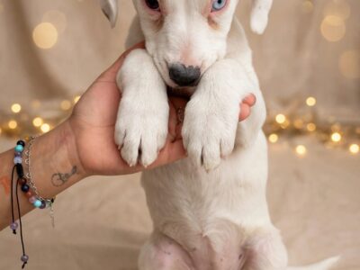 BLUEY