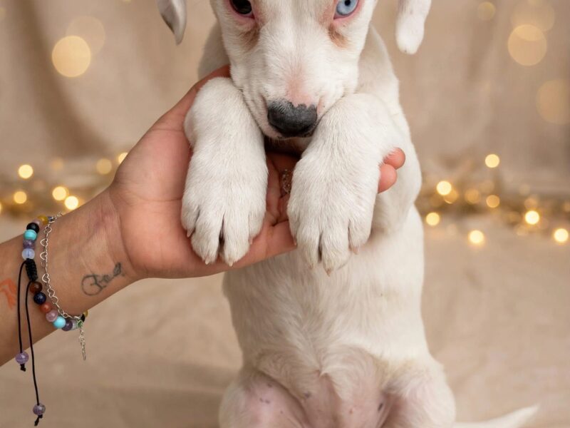 BLUEY