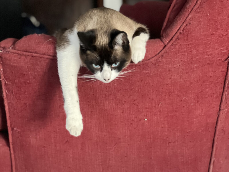 KENAI