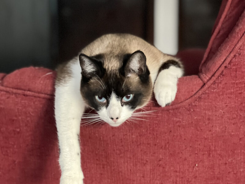 KENAI