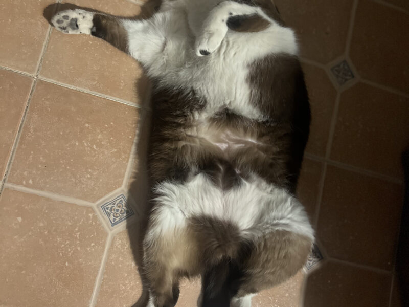 KENAI