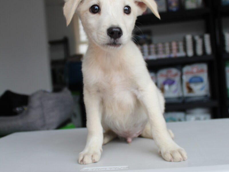 LUCAS
