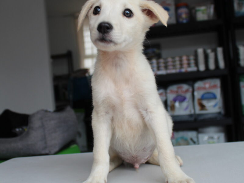 LUCAS