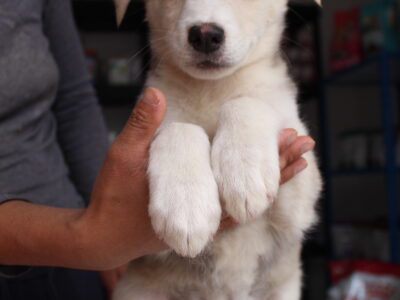 DUKE