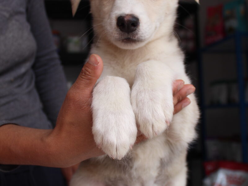 DUKE