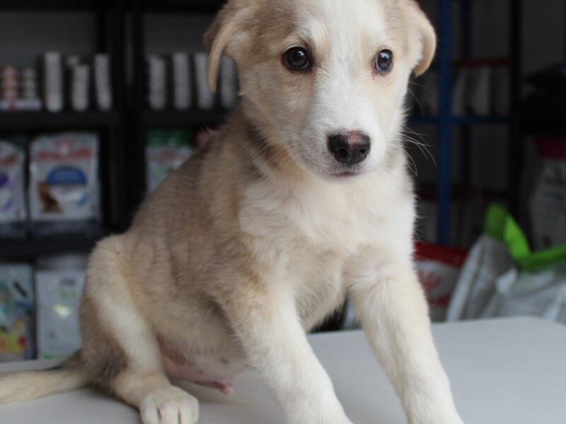 DUKE