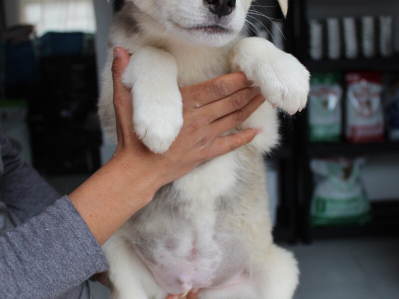 DUKE