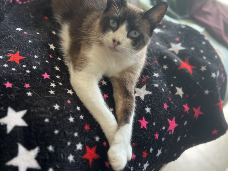 KENAI