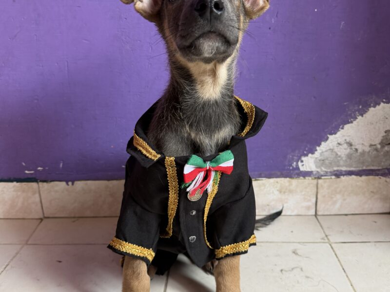 ROCCO