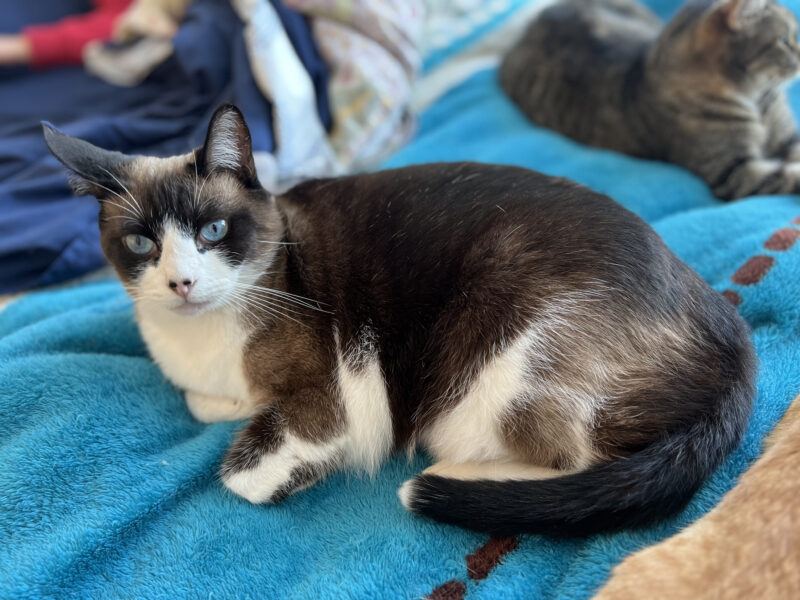 KENAI