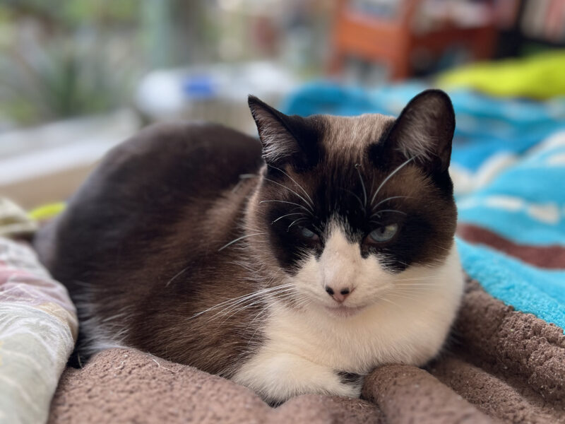 KENAI