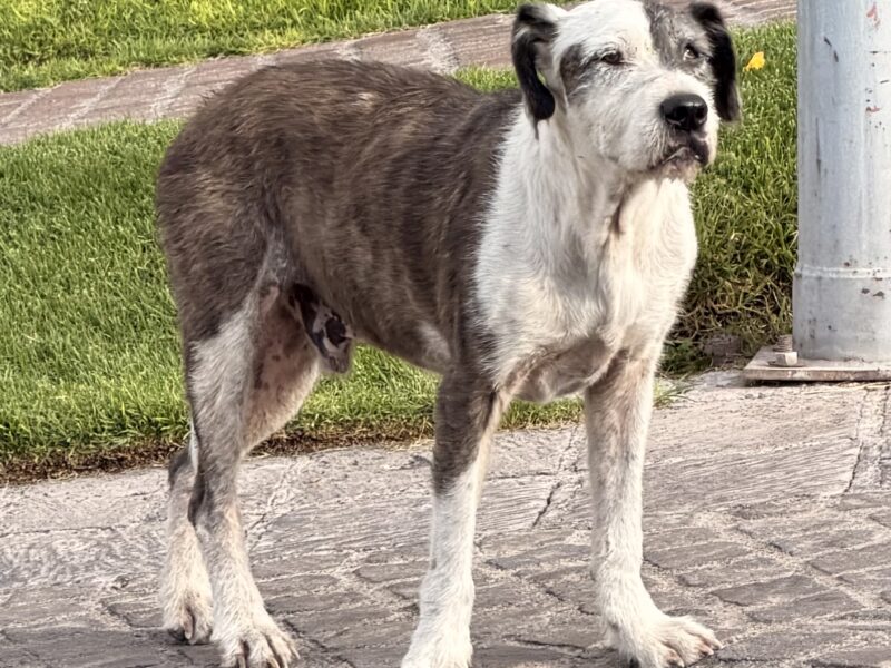 PANCHO