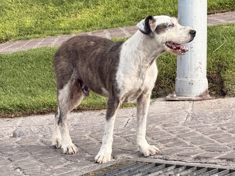 PANCHO