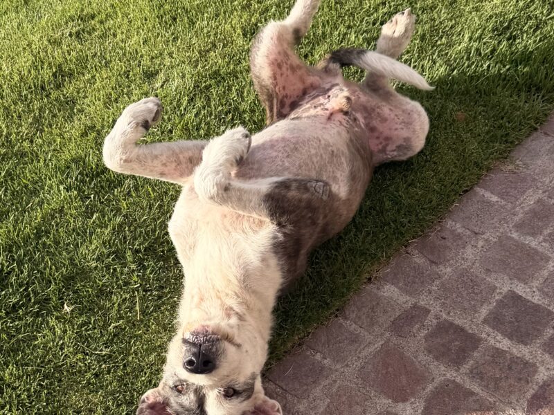 PANCHO