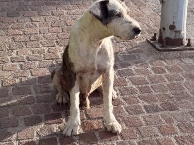 PANCHO