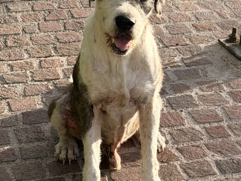 PANCHO