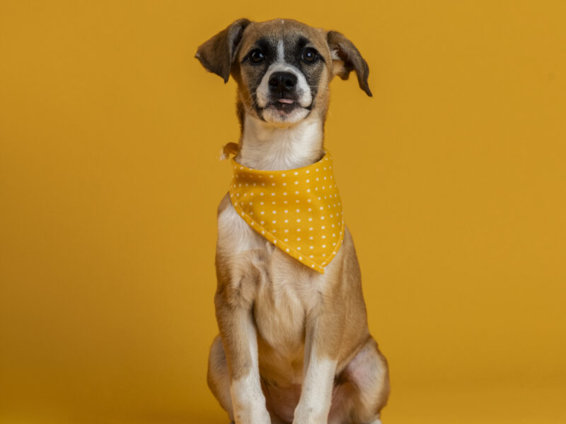 FRIDA