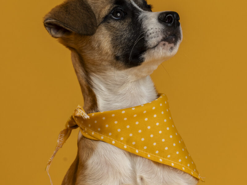 FRIDA