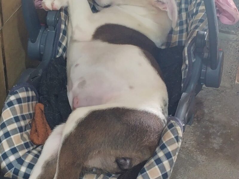 MANCHITAS