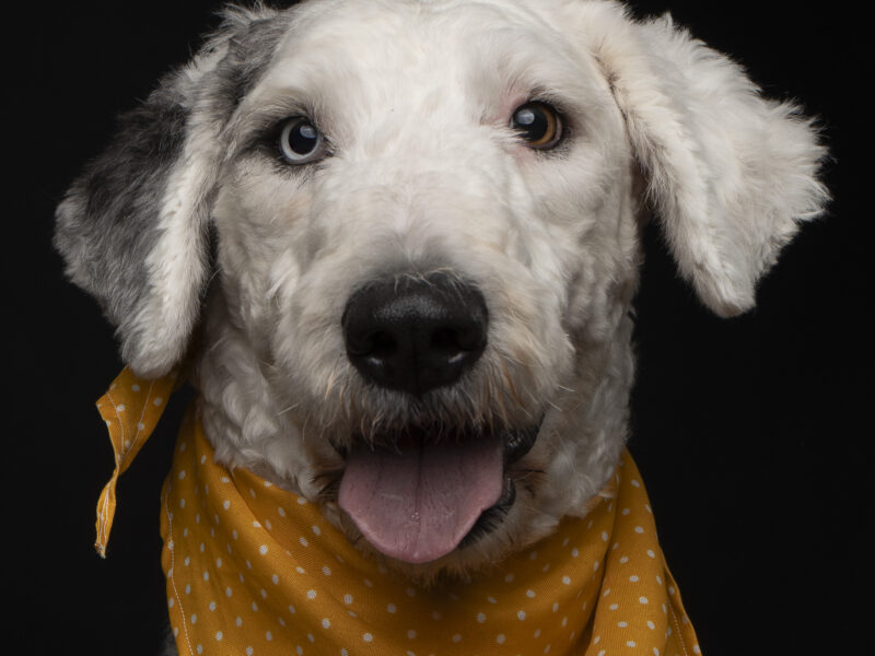 ELINOR Y MÉRIDA