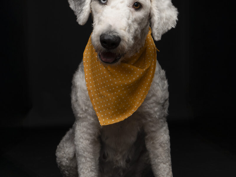 ELINOR Y MÉRIDA
