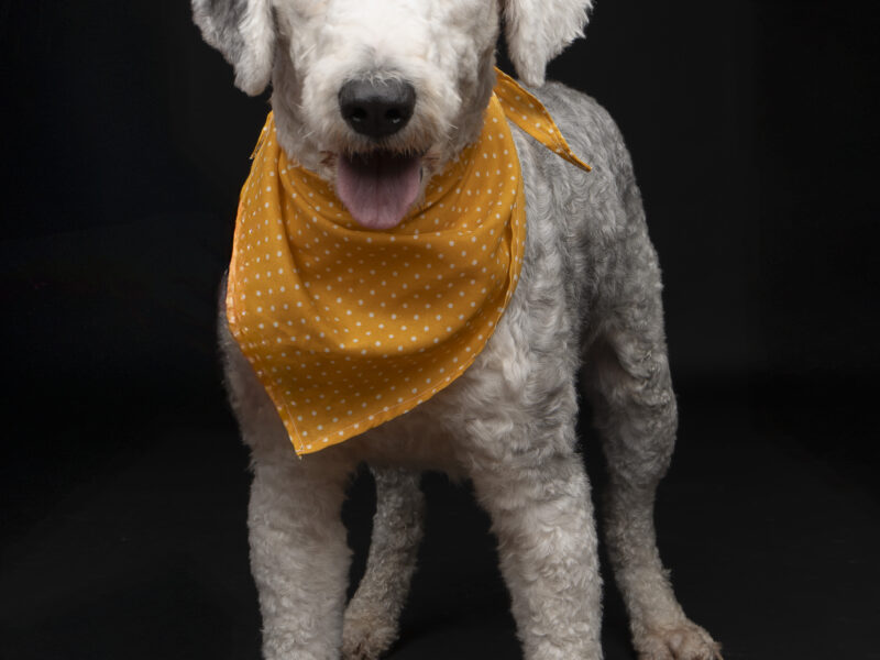 ELINOR Y MÉRIDA