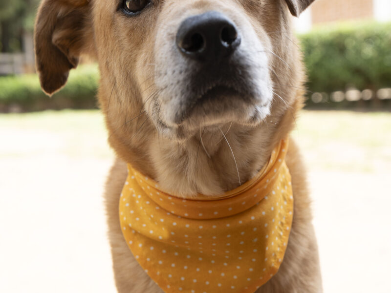 TOTIS
