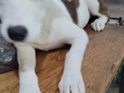 MANCHITAS