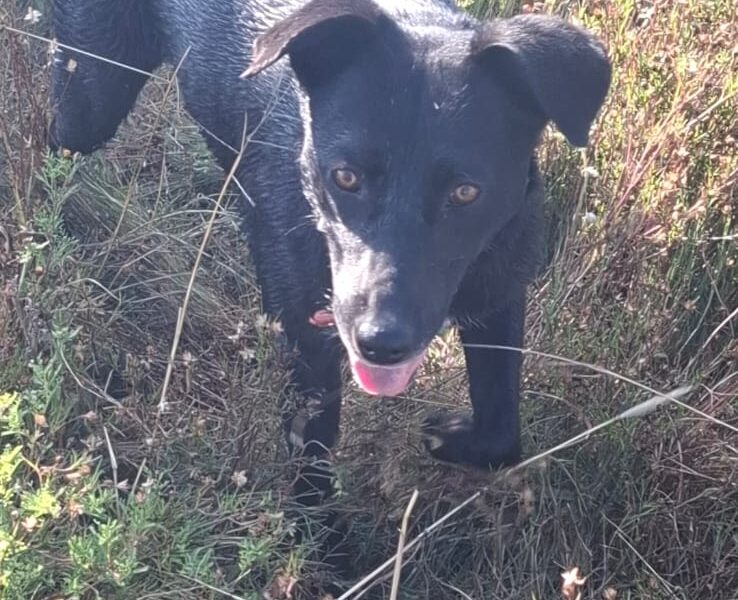 NEGRA